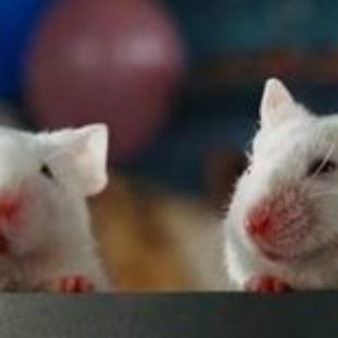Hitch Hikers Guide to the Galaxy: Cultures: The Mice