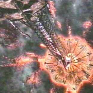 LEXX: S02E16: The Net